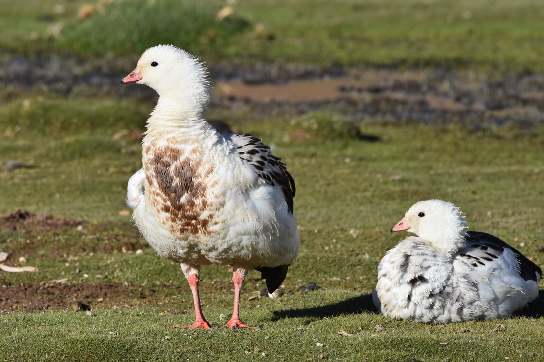 Andean Goose (Piuquén)