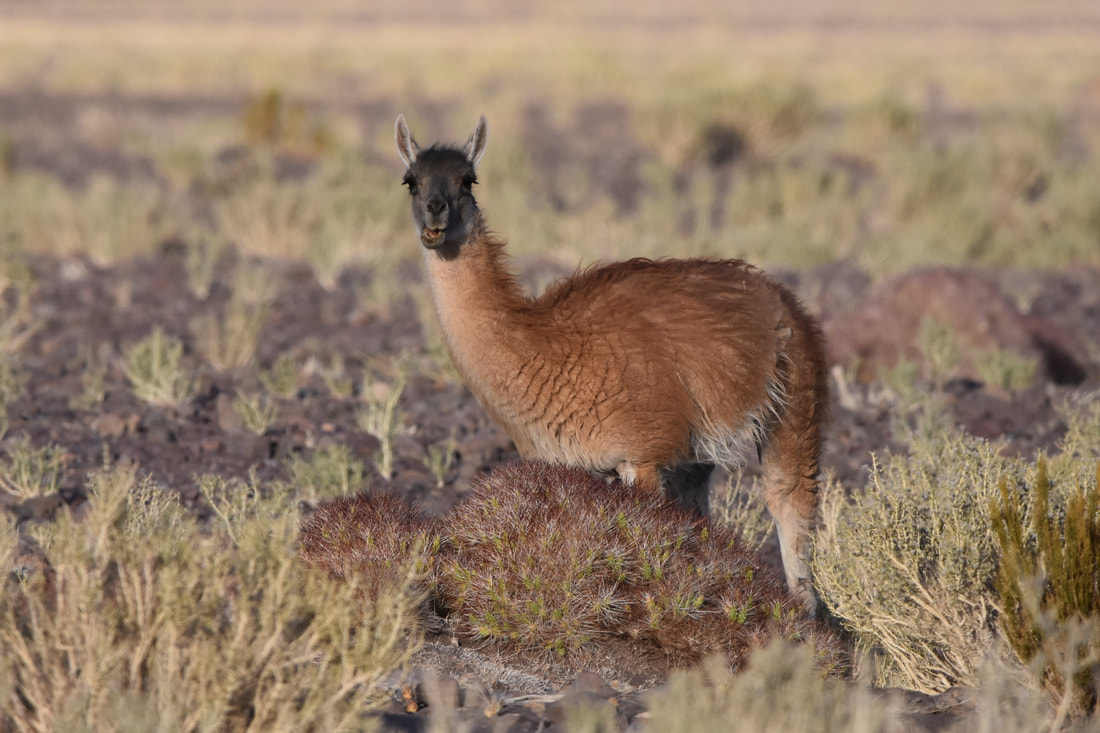 Guanaco