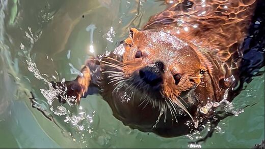 Marine Otter (Chungungo)