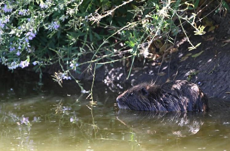 Coypu (Coipo)