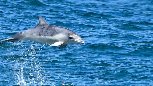 Bottlenose Dolphin (Delfín nariz de botella)