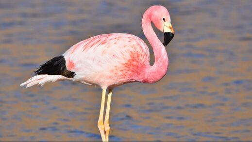 Andean Flamingo (Flamenco andino)