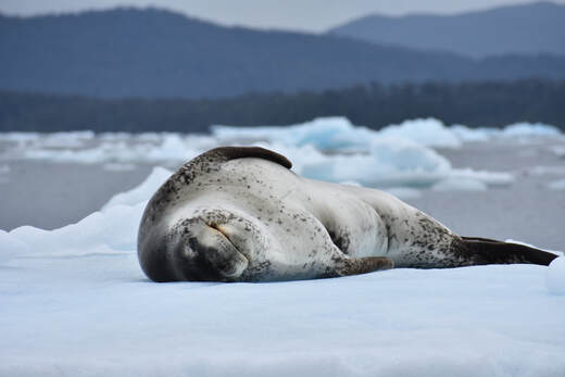 Leopard Seal (Foca leopardo)