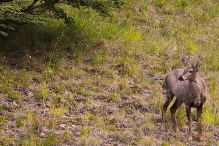 Huemul