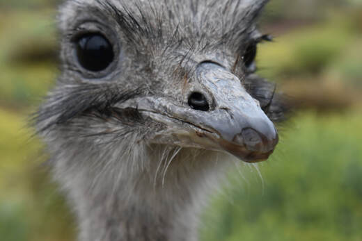 Darwin's Rhea (Ñandú)