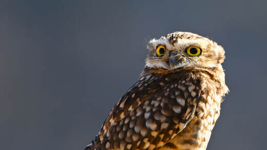Burrowing Owl (Búho pequén)