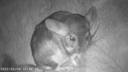 Short-tailed Chinchilla