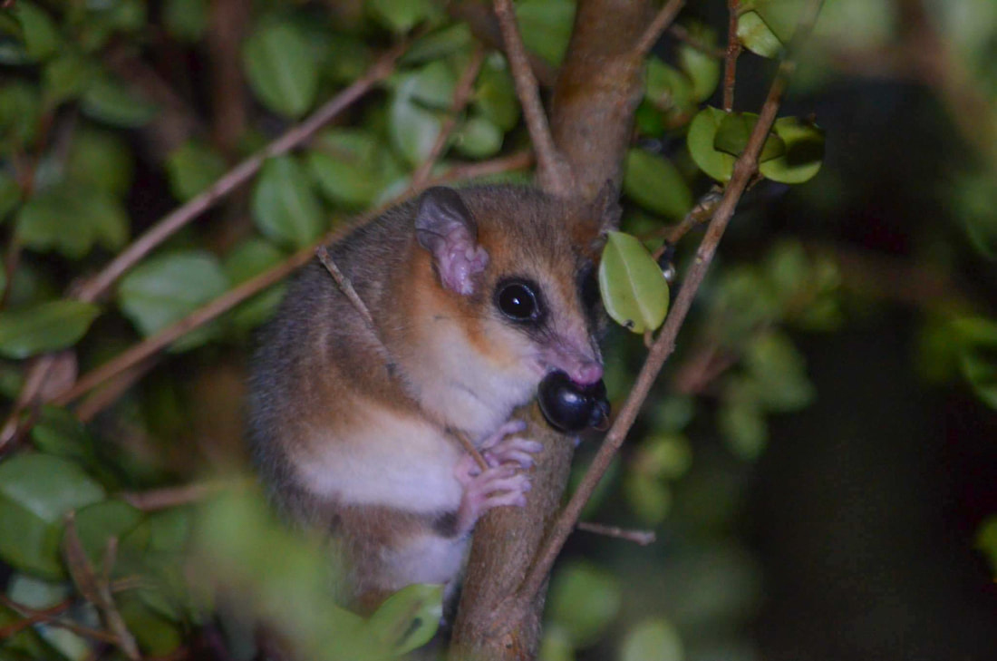 Monito del Monte