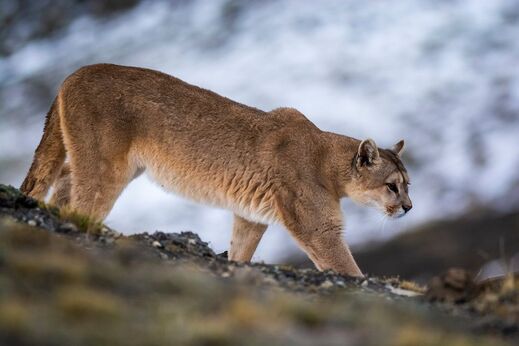 Puma / Cougar
