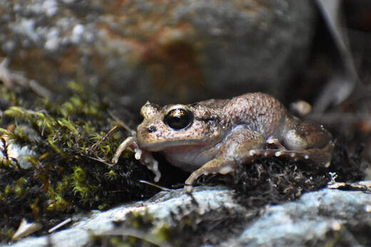 Alsodes Toad (Sapo arriero)