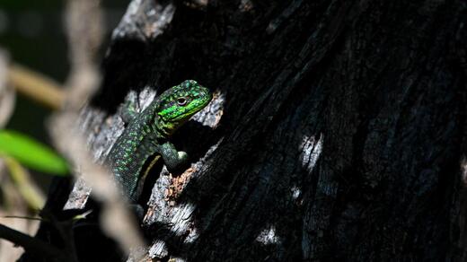 Slender Lizard (Lagartija tenue)