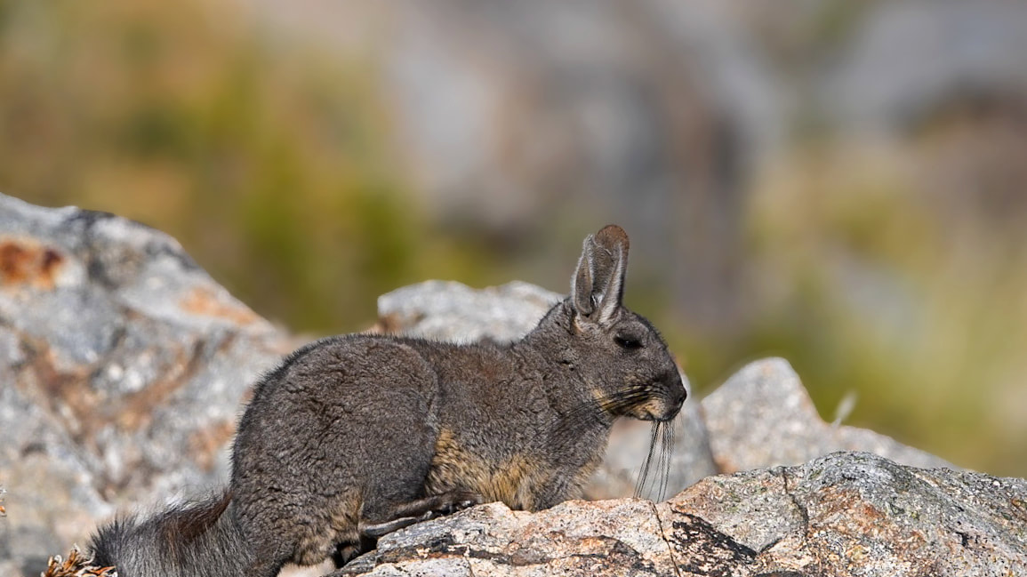 Vizcacha