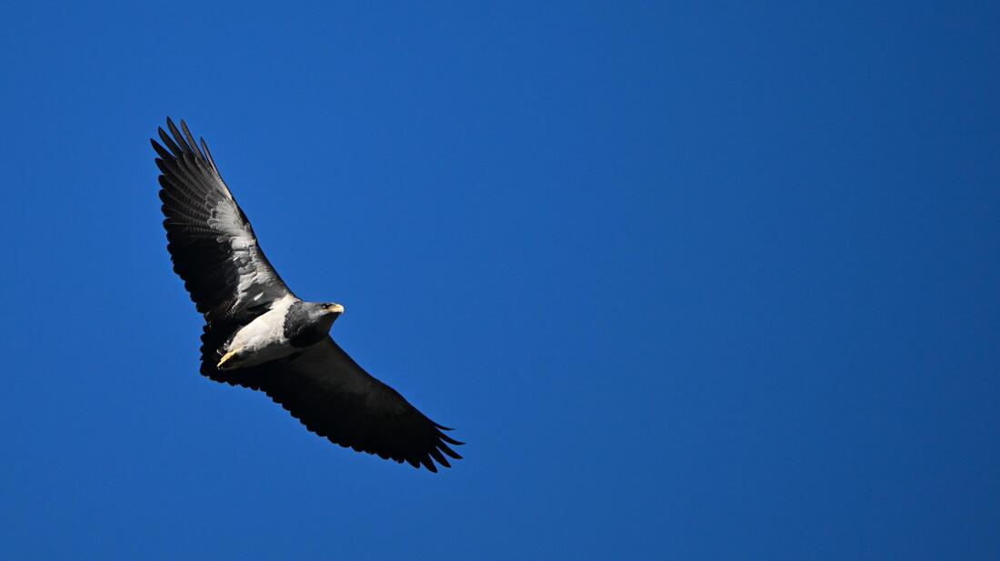 Black-chested Buzzard-Eagle (Águila chilena)